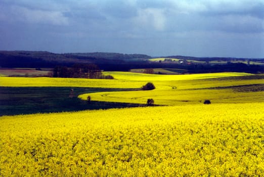 rapeseed