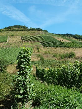 Moselle vineyard