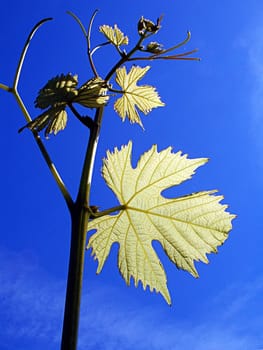 Vine leaves