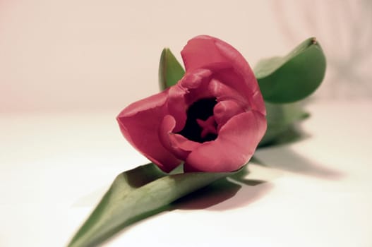 Tulip II
