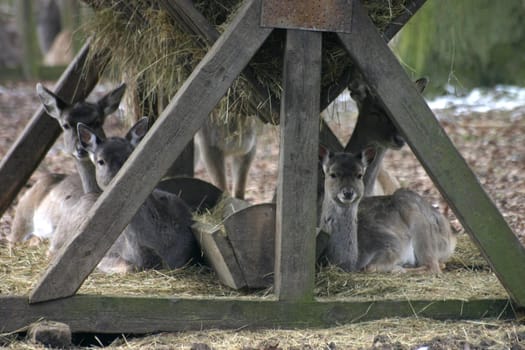 Fallow deer at a manger