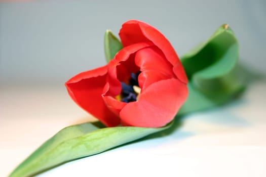 Tulip