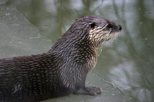 Otter at the edge of the ice