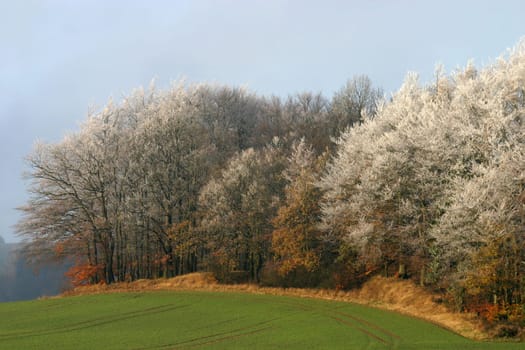 Hoarfrost-covered forest
