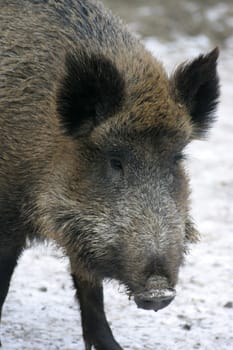 Wild boar in the snow