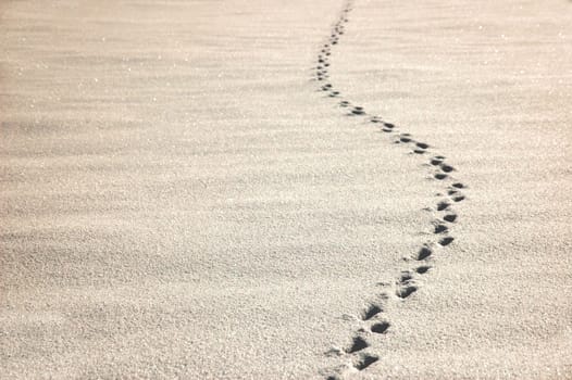Track in the snow