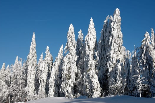 snowy