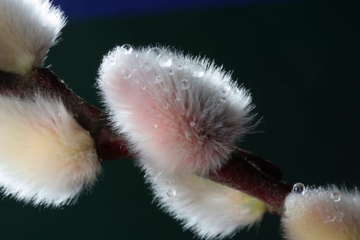 Willow Catkins Macro I