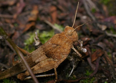 maybe someone can identify the animal in more detail. I found it near the forest -Watzmann helped  -)