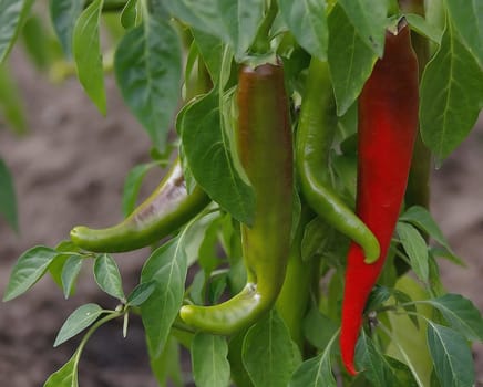 Chilli
