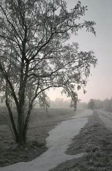 Romantic morning frost