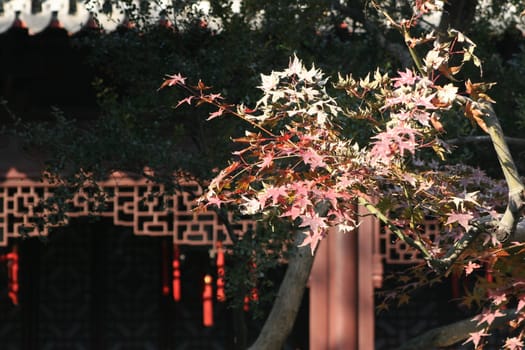Yuyuan Garden,Shanhai  Canon D20,f/6.3,1/250,ISO400 aperture