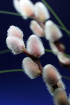 willow-blue
