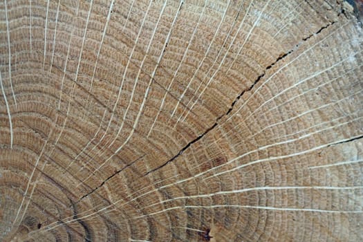 Oak