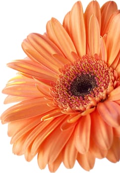 Gerbera