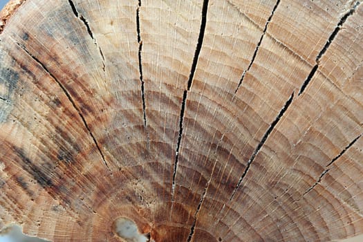 Beech