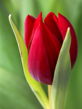 red tulip