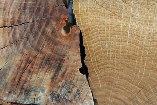 Oak meets Beech II