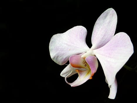 Orchid