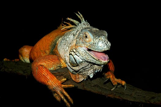 Iguana
