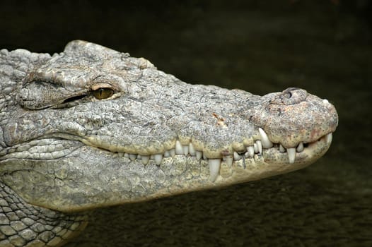 Crocodile
