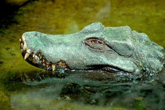 Caiman