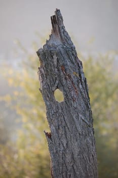 Dead tree with a knothole in Hagneck an der Aare