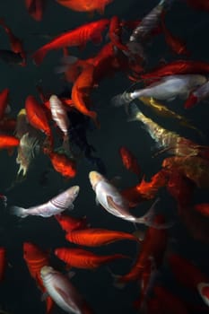 Goldfish