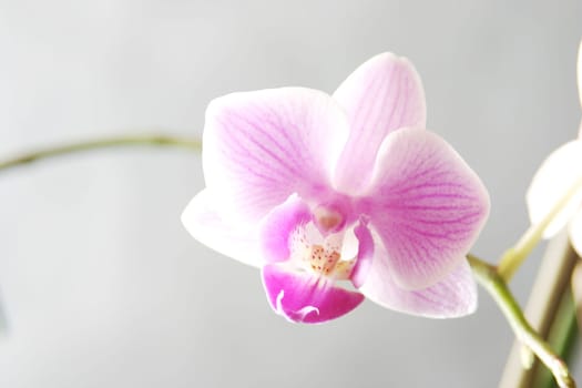 Orchid