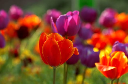 Sea of Tulips