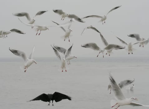 The Birds