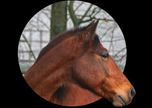 with horsepower