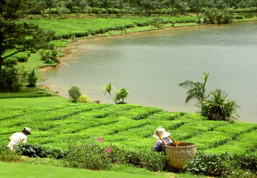 On a plateau in the south of the island of Mauritius lies the tea plantation "Bois Cheri"". The plantation is approx.  20 hectares in size and is the only one in Mauritius. Most of the plants are ancient (over 100 years) and the tea trees,which are only 80 cm high,are lovely."