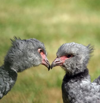 Are there any ornithologists here? Or at least someone who can tell me what kind of birds they are?