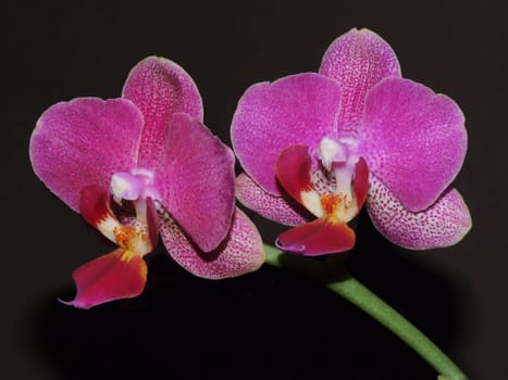 Phalaenopsis - hybrid
