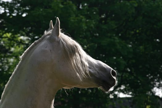 the Arabian stallion looks at his mares. I rummaged through my archive -)