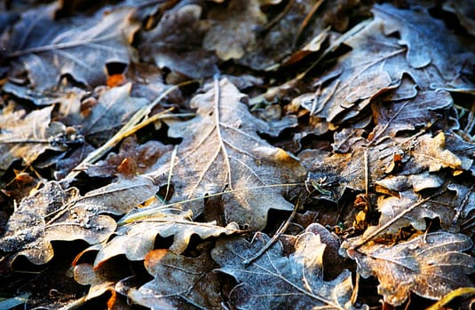 (Fall foliage) or (fall leaves) or (autumn leaves)