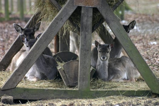 Fallow deer at a manger