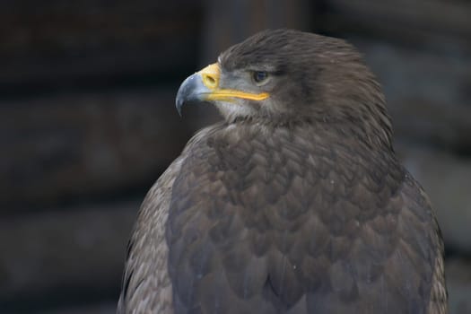 Steppe eagle