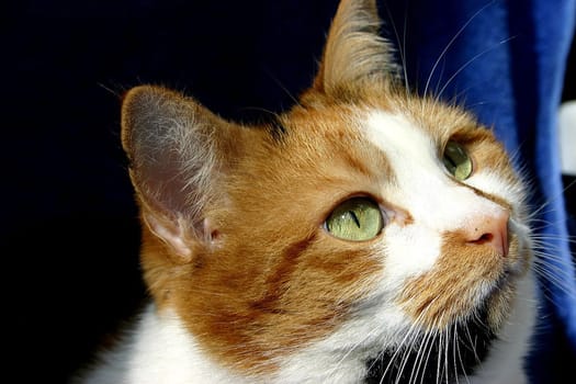 My cat Luzie. (I wanted to crop it at first,but I can't get it so clean because of the whiskers,so I left it that way...)