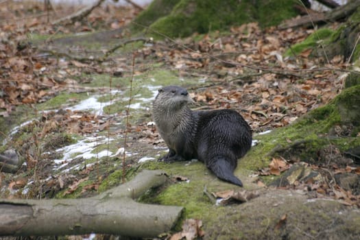 Otters on land
