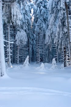 Fairytale Forest 02