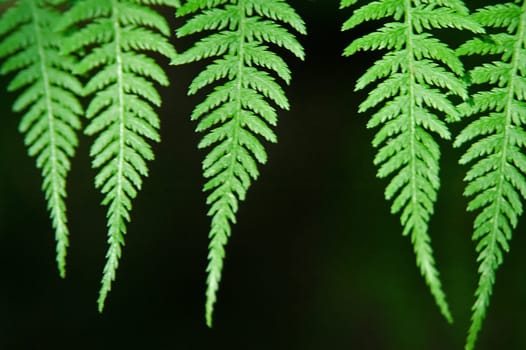 Fern 2