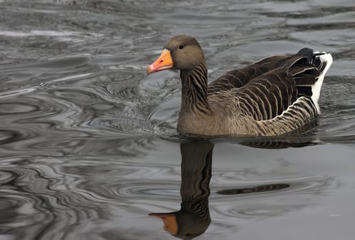 and another goose