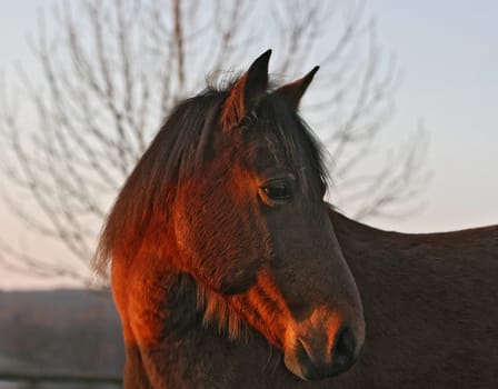 since the sun was shining today,Goli had to serve as a model again.