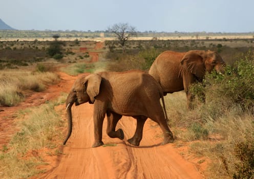 Wildlife