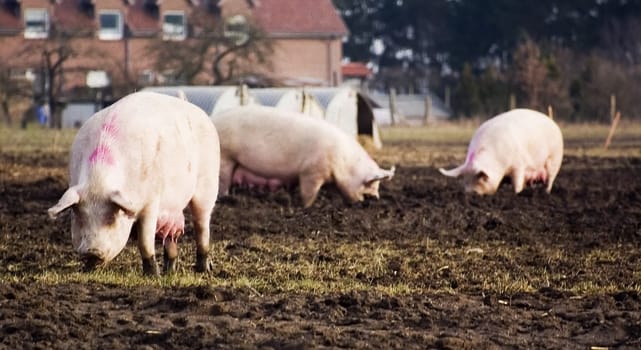 Mrs.Piggy Alone