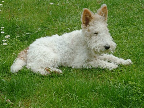 Fox terrier