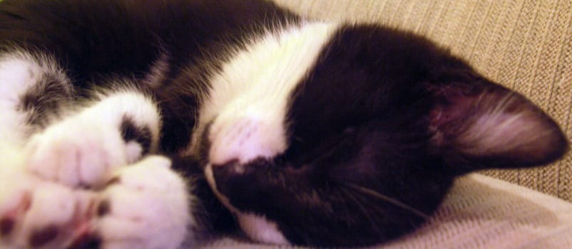 Kitten