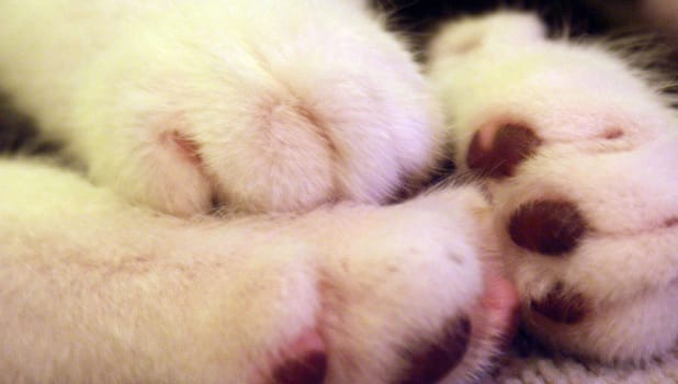 Kitten
